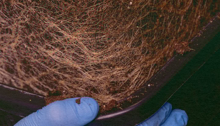 Les Racines de Cannabis Contiennent-elles des Cannabinoïdes : Image Plante Déraciné Plante de cannabis déracinée, révélant les racines pour explorer la teneur en cannabinoïdes et terpènes sur un fond vert foncé, idéal pour les guides de chimie du cannabis.