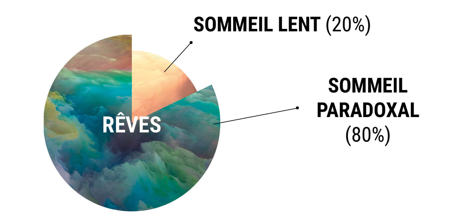 Comprendre le Sommeil Humain