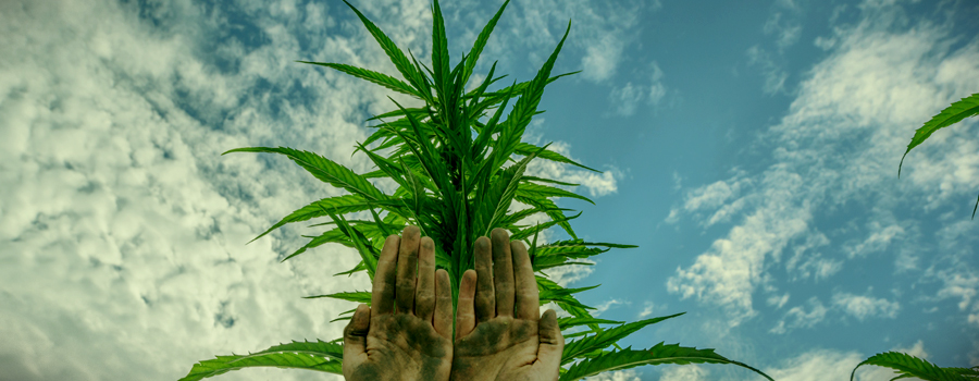 Charas Mans Cannabis Têtes