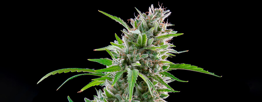 El Patron Cannabis Strain