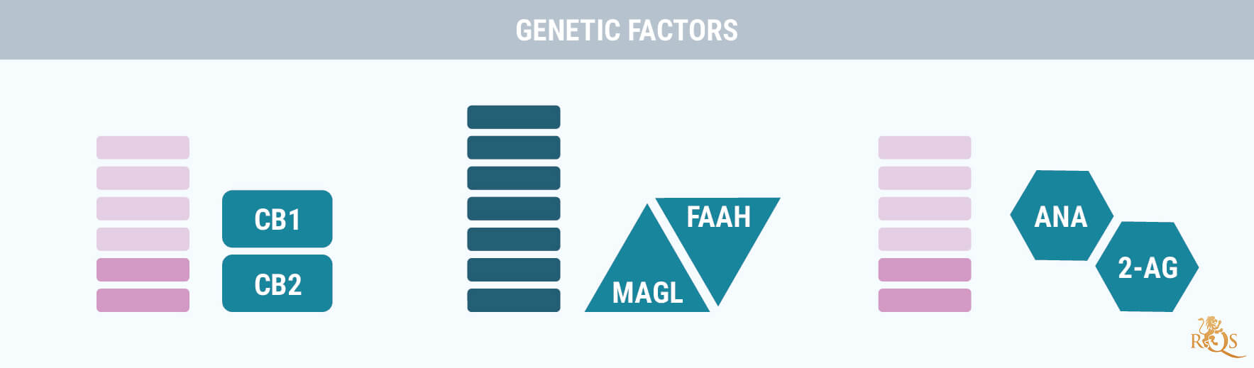 Facteurs Génétiques Facteurs Génétiques