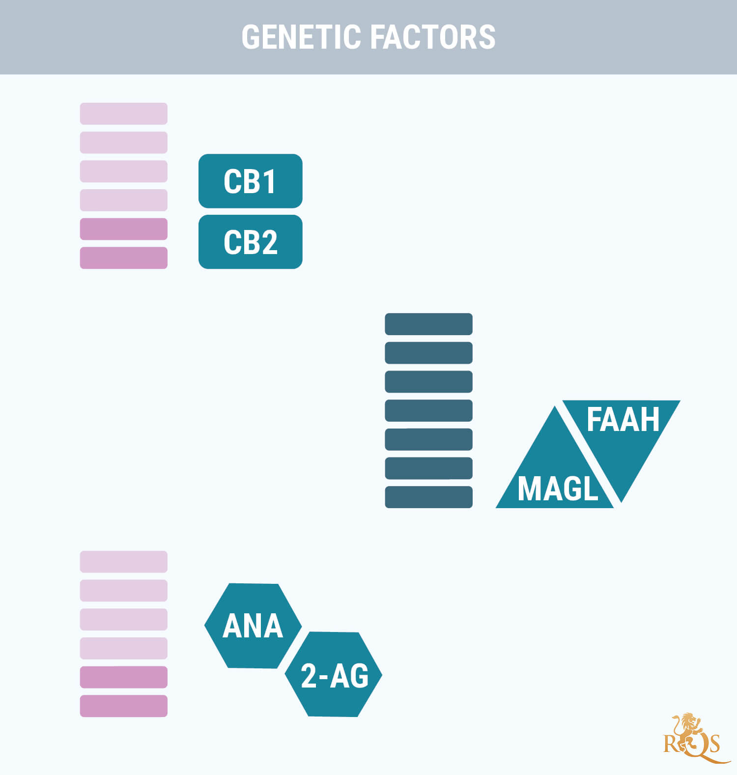 Facteurs Génétiques Facteurs Génétiques