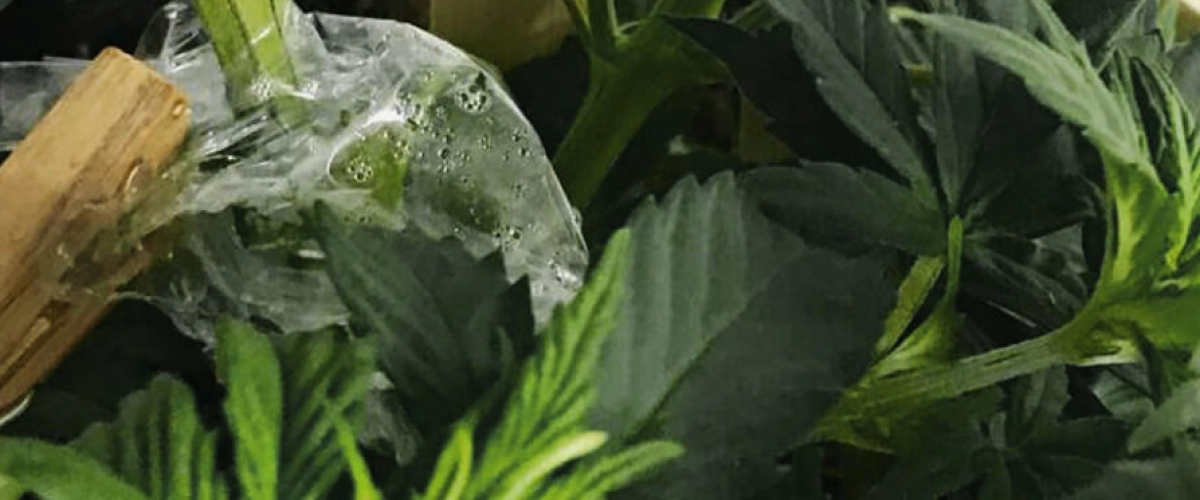 Greffe de cannabis recouverte d’un film transparent pour maintenir l’humidité autour de la jonction de la tige.