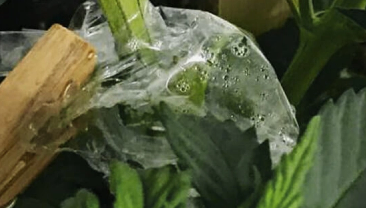 Greffe de cannabis recouverte d’un film transparent pour maintenir l’humidité autour de la jonction de la tige.