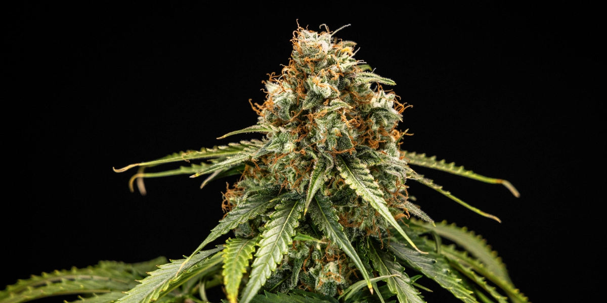 Tête de cannabis Epsilon F1 avec des fleurs denses et résineuses, des pistils orange, des feuilles vertes et une structure de floraison compacte sur fond sombre.