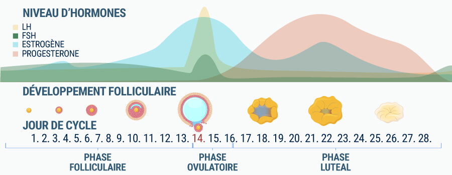 L'œstrogène influence les effets du cannabis L'œstrogène influence les effets du cannabis