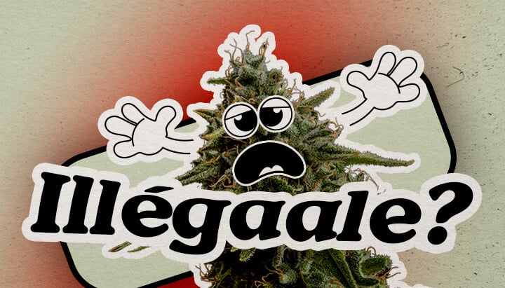 Plante de Cannabis Inquiète Questionnant Son Statut Illégal en Europe Une plante de cannabis cartoon inquiète avec un visage soucieux et les mains levées se tient sur un fond dégradé. Le texte