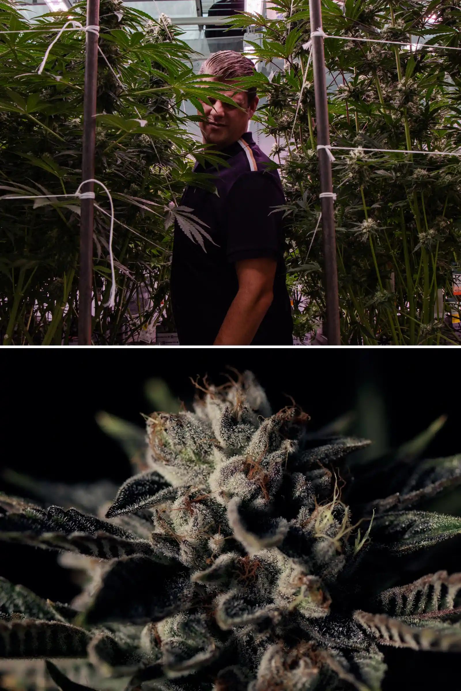Maikel debout parmi de grandes plantes de cannabis photopériodiques hybrides F1 à côté d’un gros plan d’une fleur résineuse givrée, montrant des têtes matures, des trichomes et des conditions d’essai de breeding.