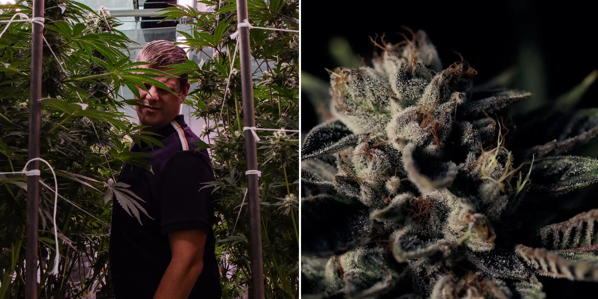 Maikel debout parmi de grandes plantes de cannabis photopériodiques hybrides F1 à côté d’un gros plan d’une fleur résineuse givrée, montrant des têtes matures, des trichomes et des conditions d’essai de breeding.