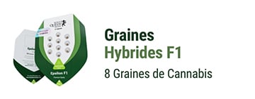 Graines de cannabis hybrides F1