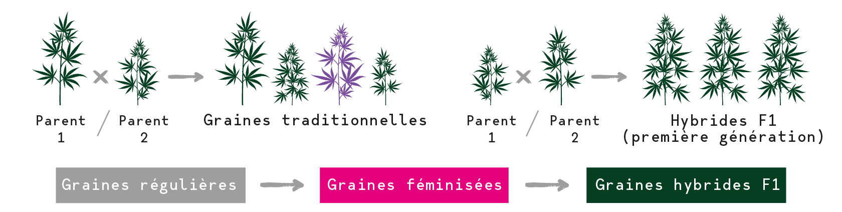 Graines de Cannabis F1