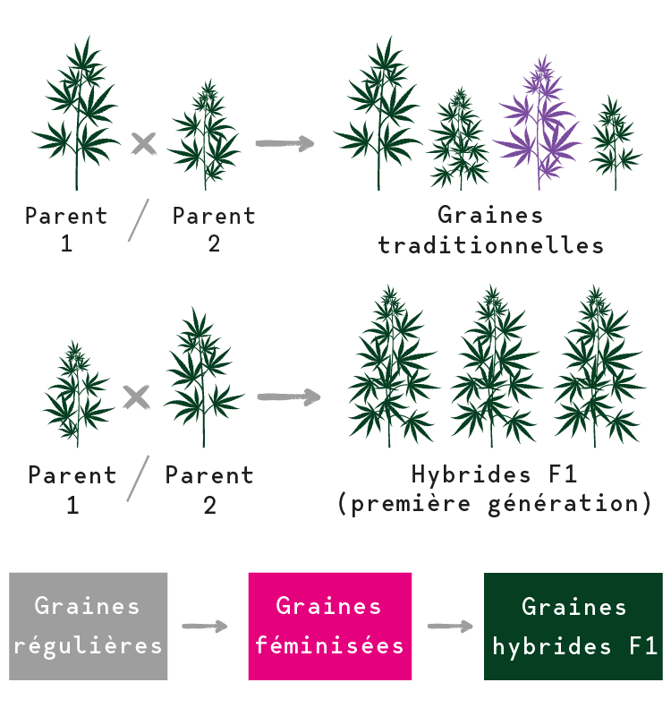 Graines de Cannabis F1