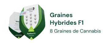 Graines de cannabis hybrides F1