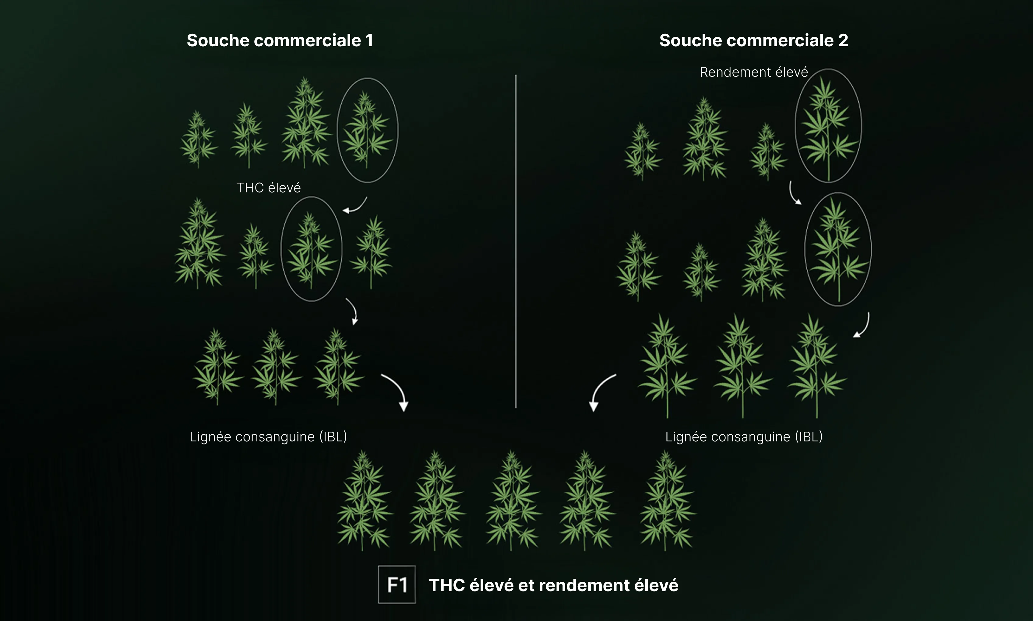 How are F1 Seeds Created? How are F1 Seeds Created?