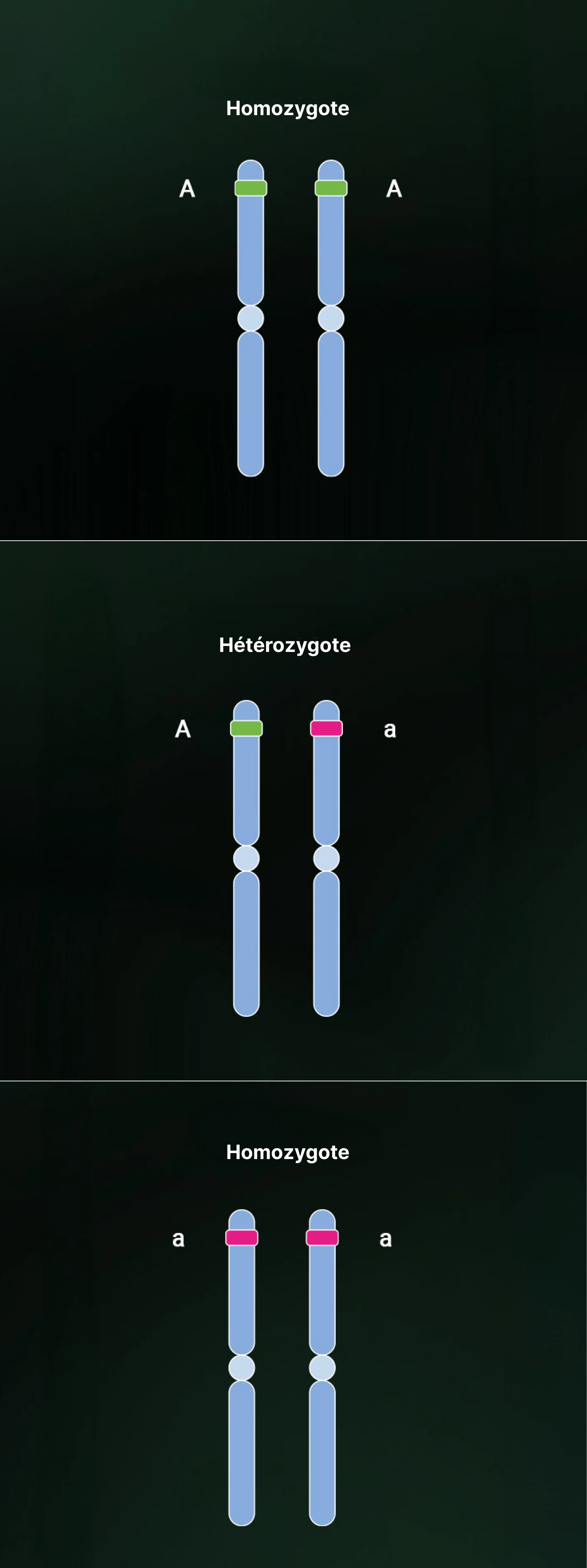 Heterozygosity and homozygosity Heterozygosity and homozygosity