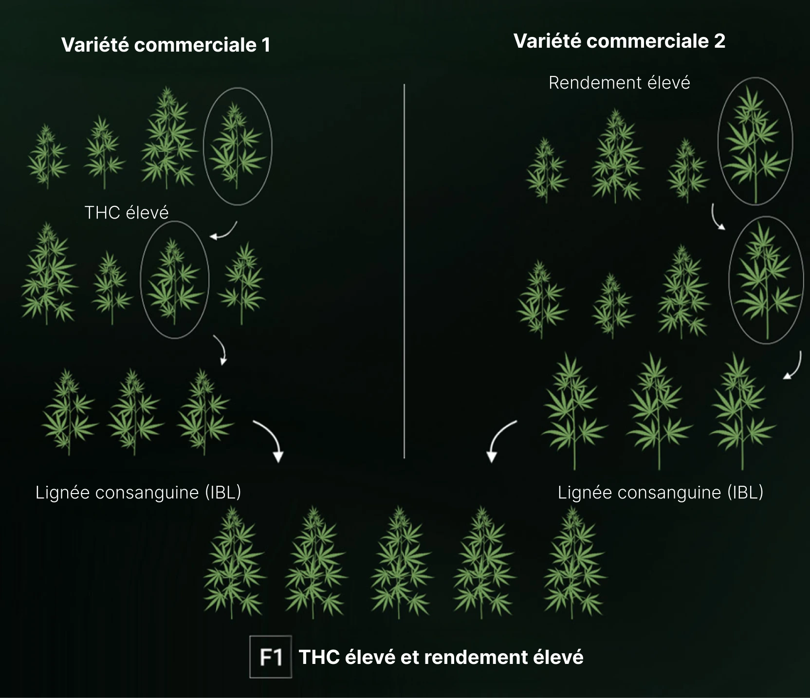 How are F1 Seeds Created? How are F1 Seeds Created?