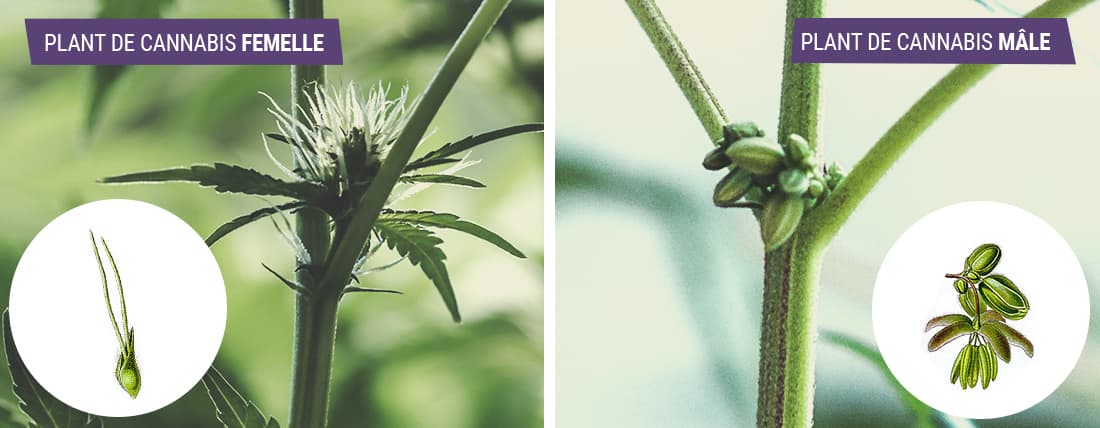 Photo de deux plantes de cannabis, mâle et femelle, montrant clairement les différences de sexe et de caractéristiques
