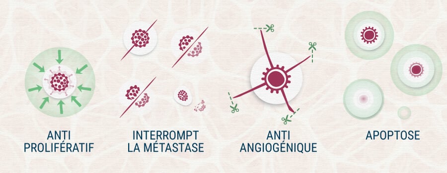 Antiproliferatif, Métastase, Anti-Angiogénique, Apoptose et Cannabis