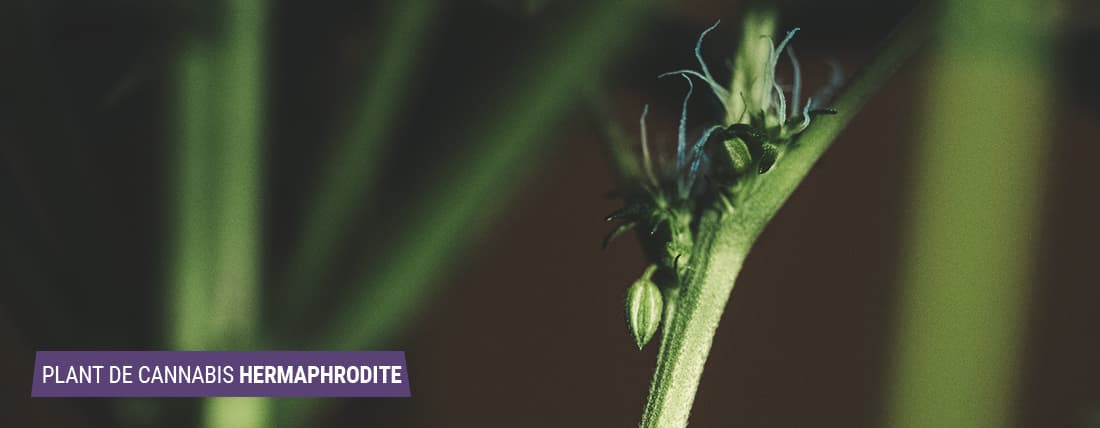 Plante de cannabis hermaphrodite : développement de fleurs mâles et femelles, phénomène d'hermaphrodisme