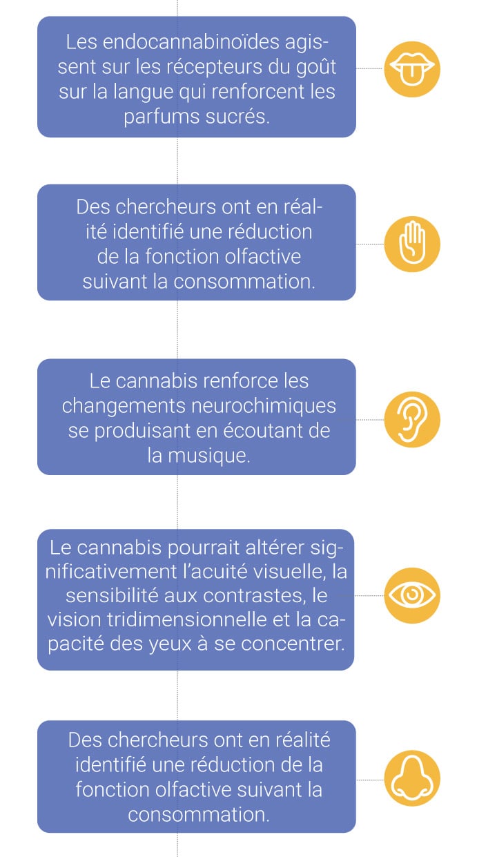 Comment le cannabis affecte-t-il les sens ?
