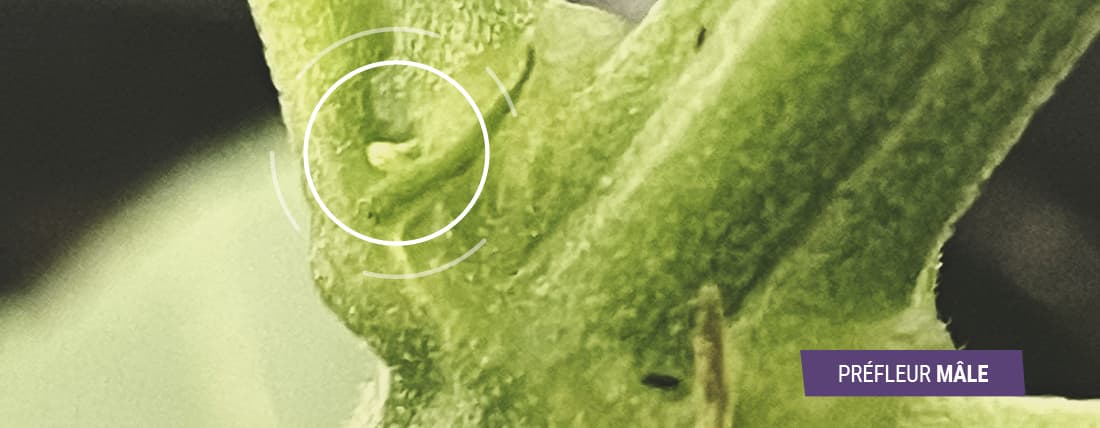 Gros plan sur une plante de cannabis mâle en pré-floraison avec une petite fleur blanche – Détails de la croissance du cannabis