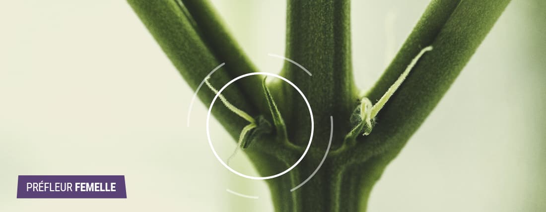 Gros plan d'une plante de cannabis femelle en pré-floraison