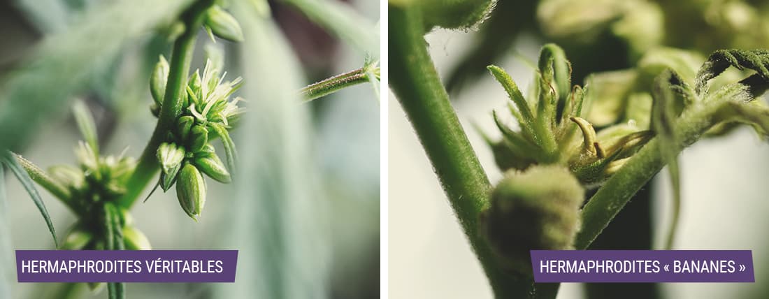 Image comparant les plantes de cannabis 'vrai hermaphrodite' et 'hermaphrodite banane' : différences clés pour identifier chaque type.
