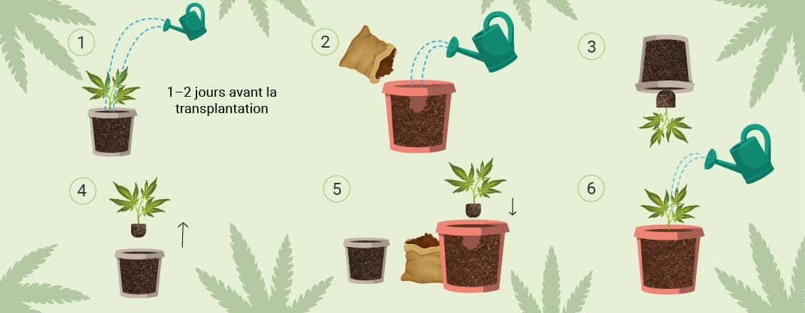 Illustration étape par étape de la transplantation d'un plant de cannabis dans un pot plus grand, incluant des conseils sur l'arrosage préalable et l'utilisation d'un stimulateur racinaire.
