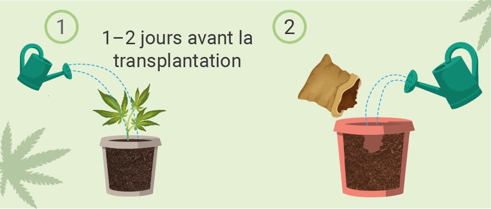 Illustration du processus de transplantation d'une plante : Étape 1, arroser 1 à 2 jours avant ; Étape 2, préparer le pot avec de la terre fraîche et un trou pour la plante.