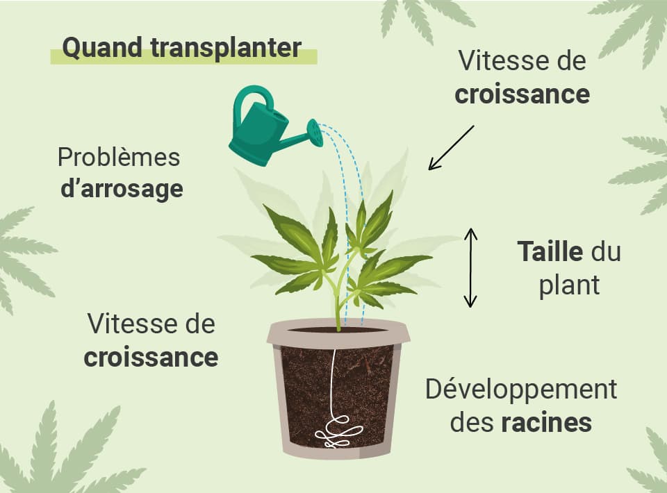 Image montrant une plante de cannabis avec des racines sortant du pot, illustrant les raisons de rempoter : taille du plant, croissance, racines, arrosage et problèmes de développement.