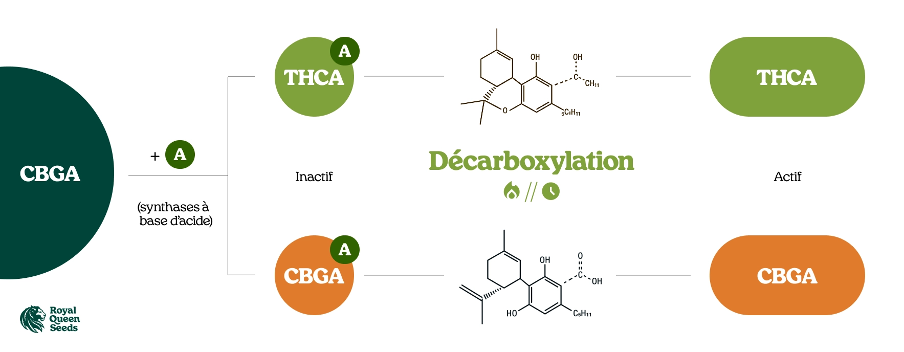 Que Sont Les Acides Cannabinoïdes ?
