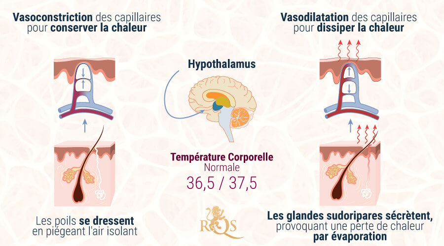 Homéostasie Hypothalamus Homéostasie Hypothalamus