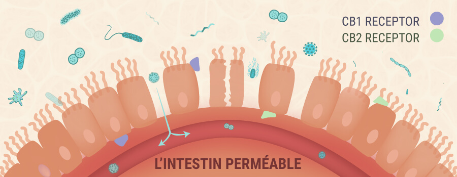 Le Cbd Et L’intestin Perméable Le Cbd Et L’intestin Perméable