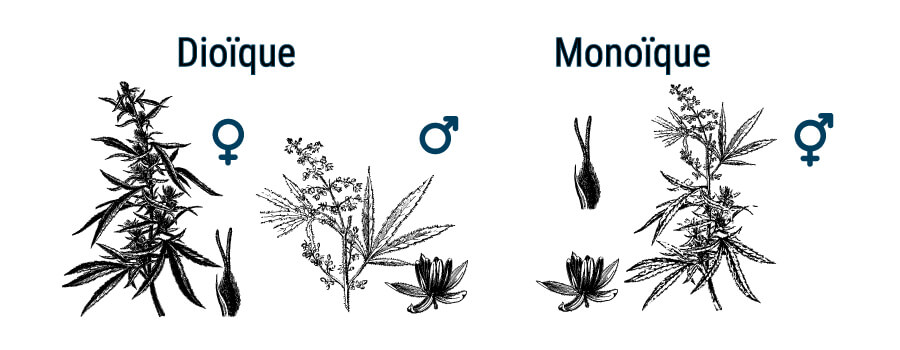 QUELLE EST LA DIFFÉRENCE ENTRE LE CANNABIS ET LE CHANVRE