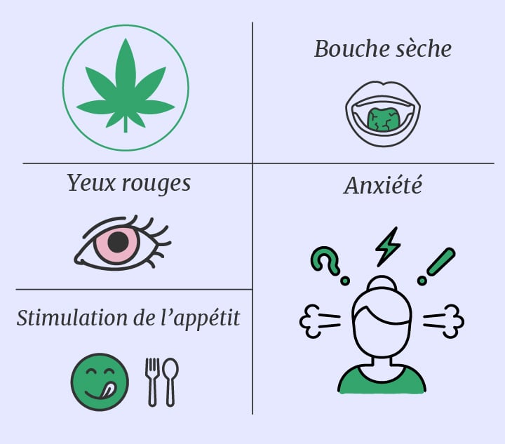 Cannabis vs champignons magiques