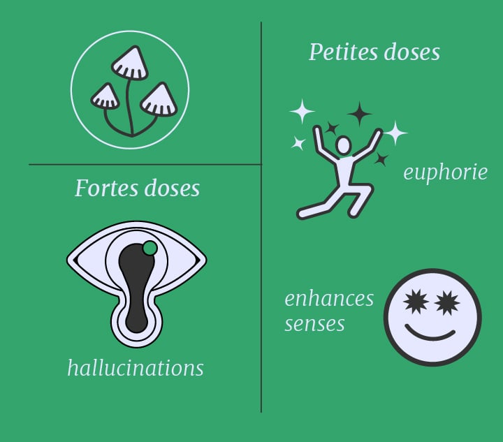 Cannabis vs champignons magiques