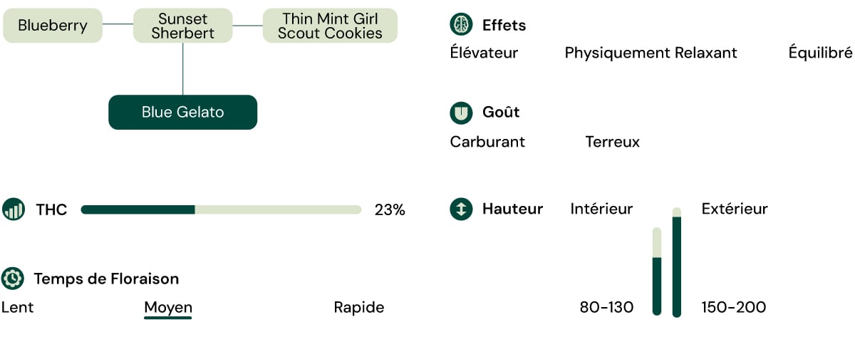 Caractéristiques de la variété Blue Gelato Caractéristiques de la variété Blue Gelato