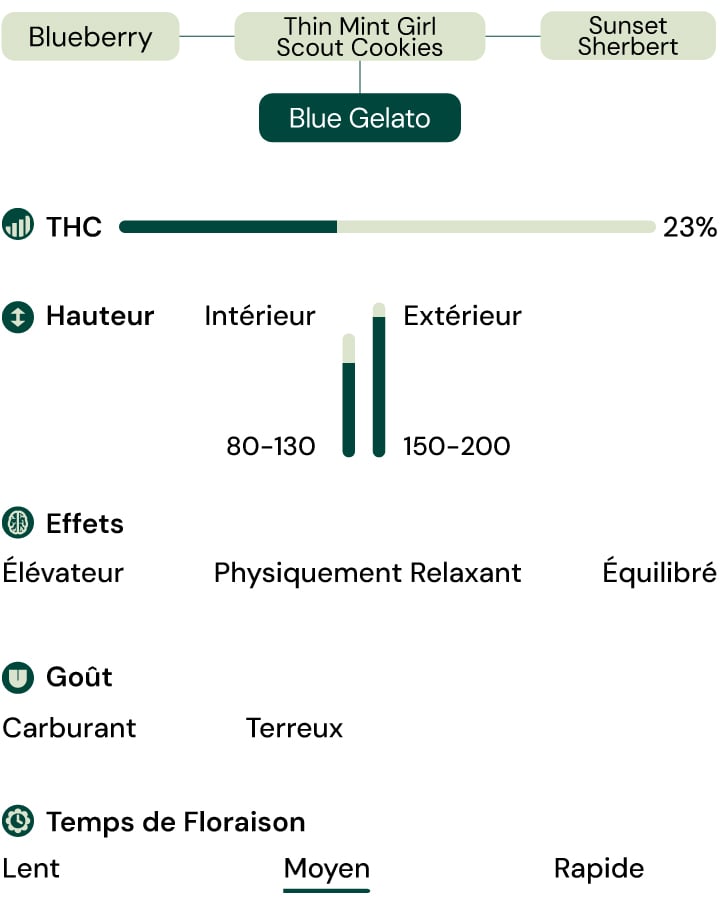 Caractéristiques de la variété Blue Gelato Caractéristiques de la variété Blue Gelato