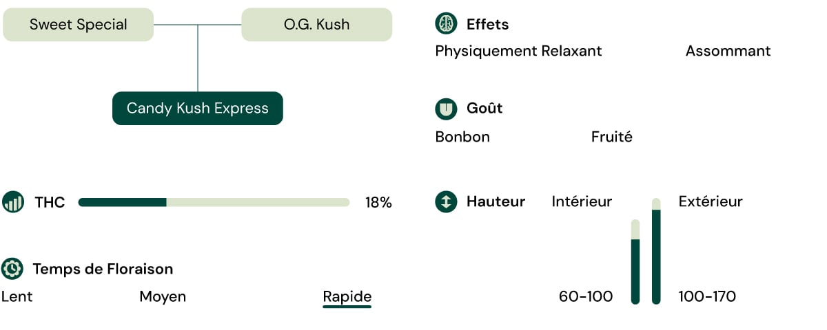 Caractéristiques de la variété Candy Kush Express
