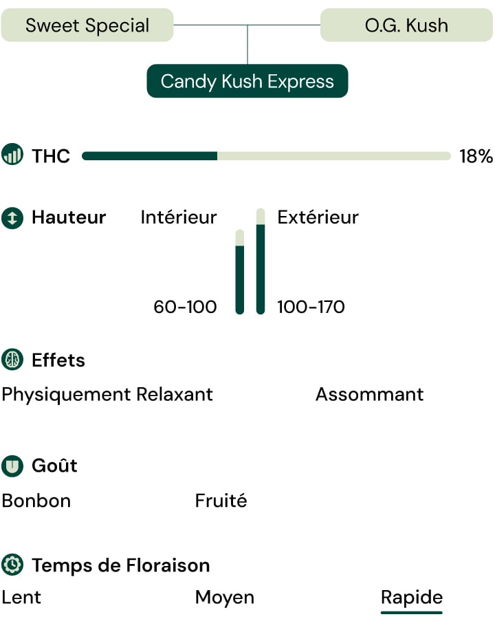 Caractéristiques de la variété Candy Kush Express