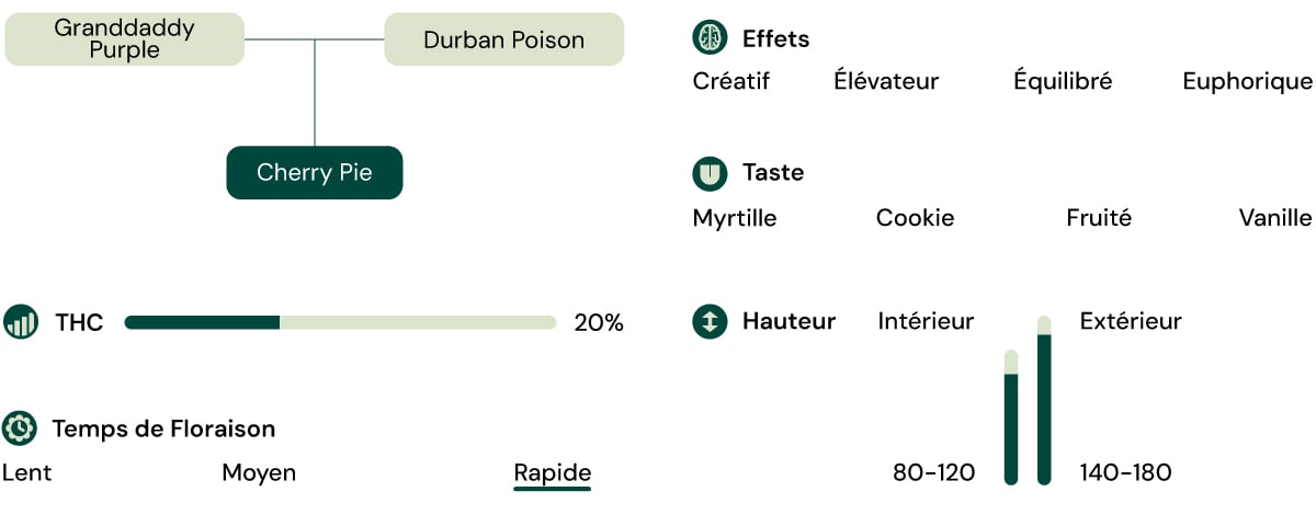 Caractéristiques de la variété Cherry Pie