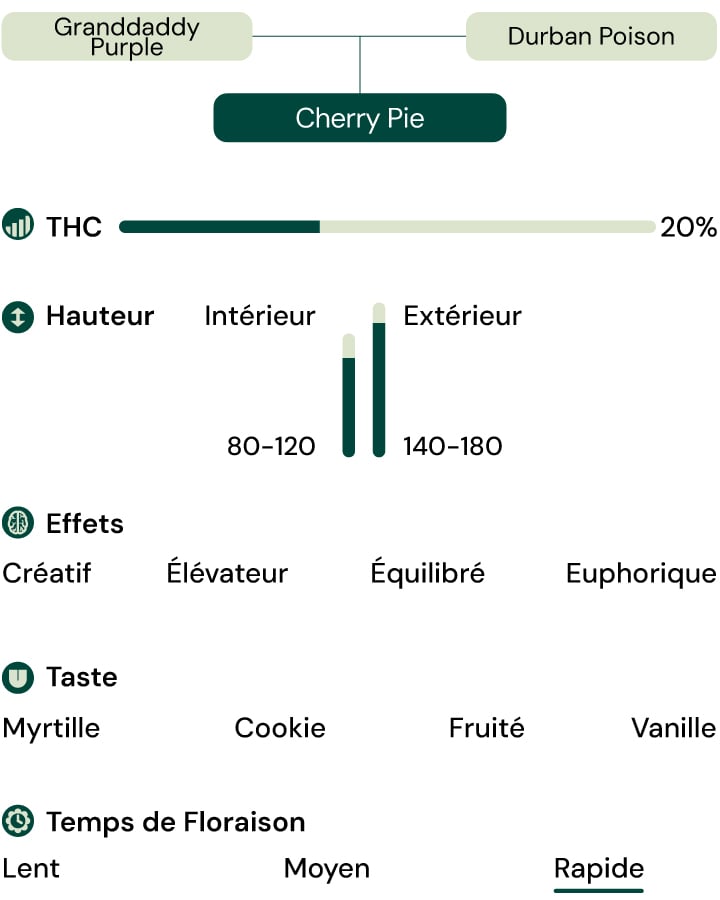Caractéristiques de la variété Cherry Pie