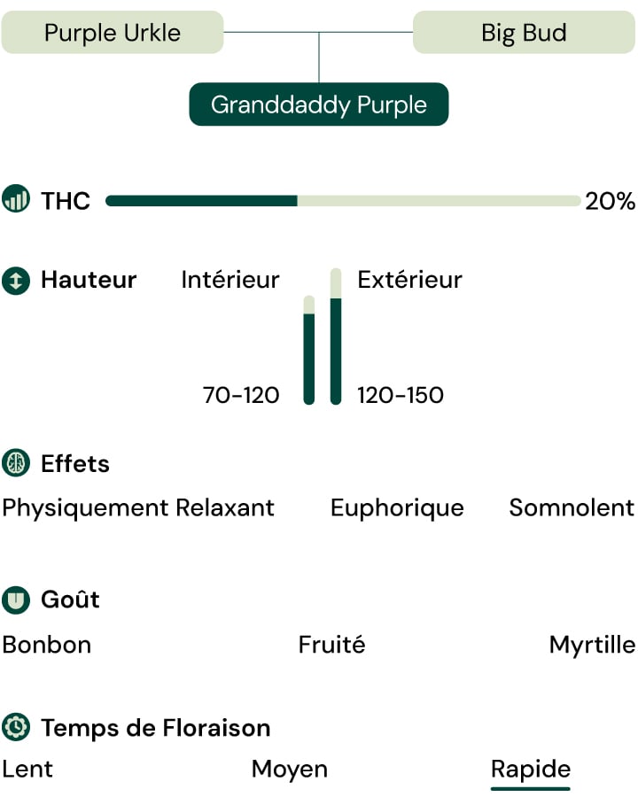Caractéristiques de la variété Granddaddy Purple Caractéristiques de la variété Granddaddy Purple
