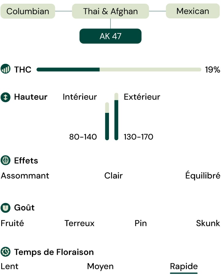 Caractéristiques de la variété Royal AK (AK-47) Caractéristiques de la variété Royal AK (AK-47)