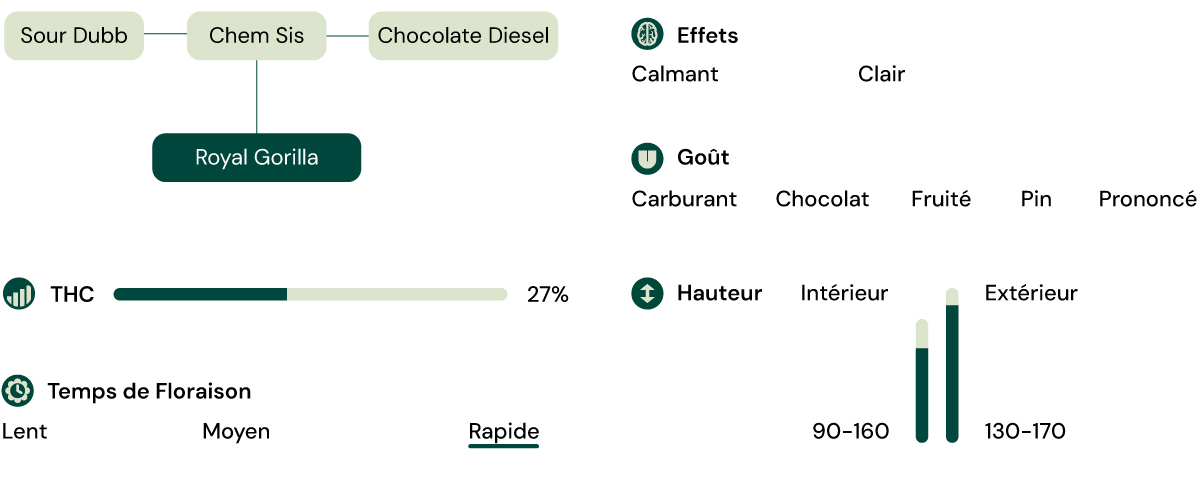 Caractéristiques de la variété Royal Gorilla Caractéristiques de la variété Royal Gorilla
