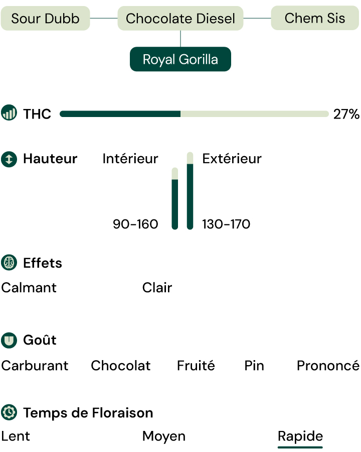 Caractéristiques de la variété Royal Gorilla Caractéristiques de la variété Royal Gorilla