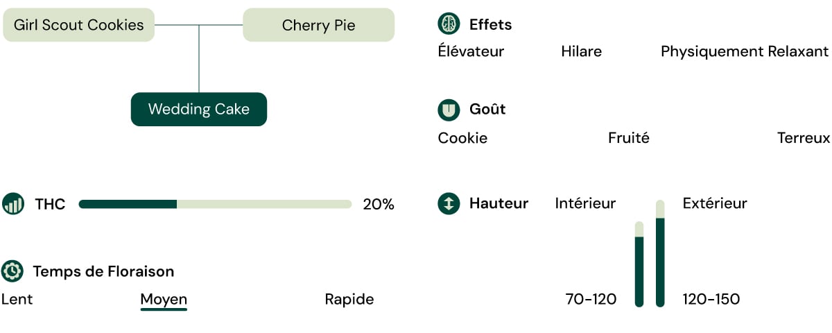 Hybride de Girl Scout Cookies et Cherry Pie, 20 % THC, effets relaxants et euphoriques, saveur sucrée et terreuse.