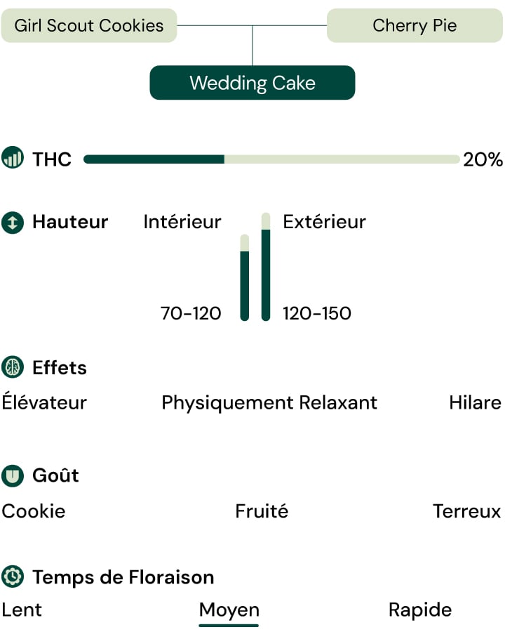 Hybride de Girl Scout Cookies et Cherry Pie, 20 % THC, effets relaxants et euphoriques, saveur sucrée et terreuse.