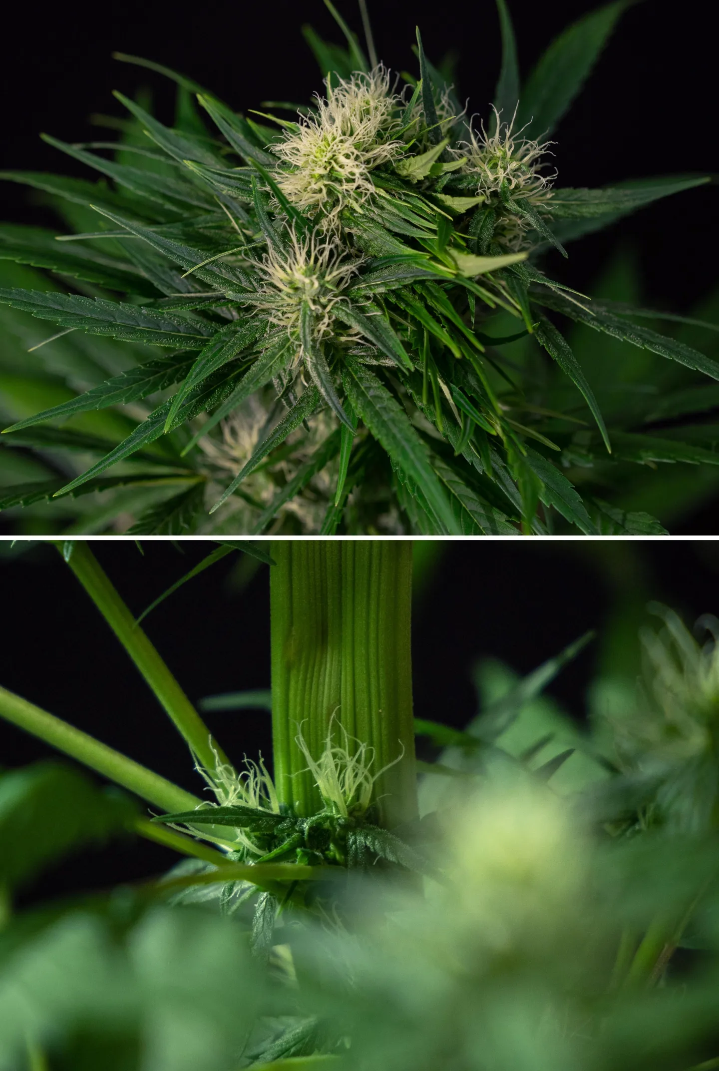 Mutation de fasciation du cannabis sur des plantes en floraison Gros plan d’une mutation de fasciation du cannabis montrant une croissance anormale de la tige aplatie et des sites de floraison regroupés avec des pistils blancs, illustrant l’une des mutations les plus courantes du cannabis.