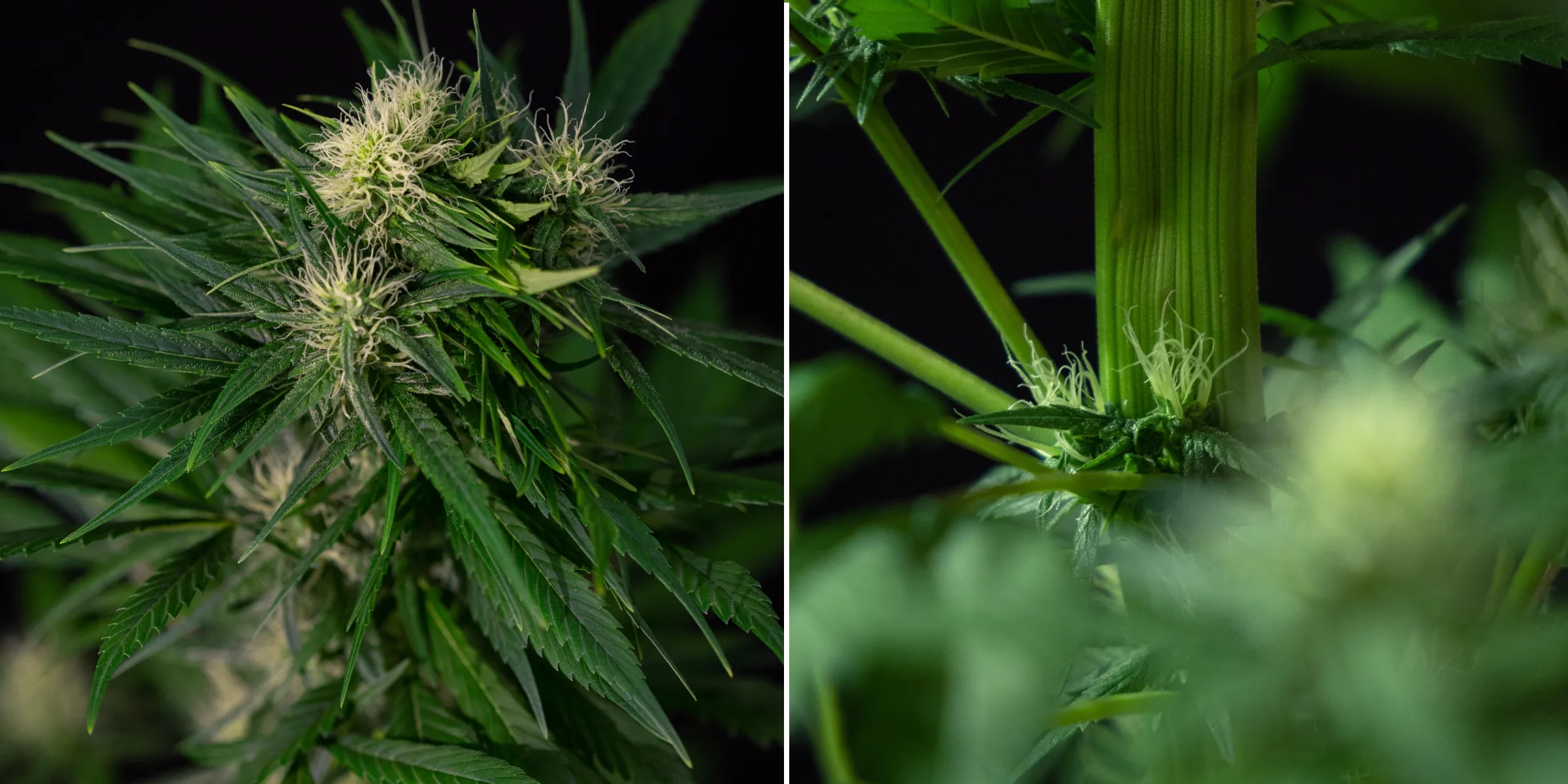 Mutation de fasciation du cannabis sur des plantes en floraison Gros plan d’une mutation de fasciation du cannabis montrant une croissance anormale de la tige aplatie et des sites de floraison regroupés avec des pistils blancs, illustrant l’une des mutations les plus courantes du cannabis.